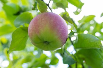 red green apples on a tree in the garden