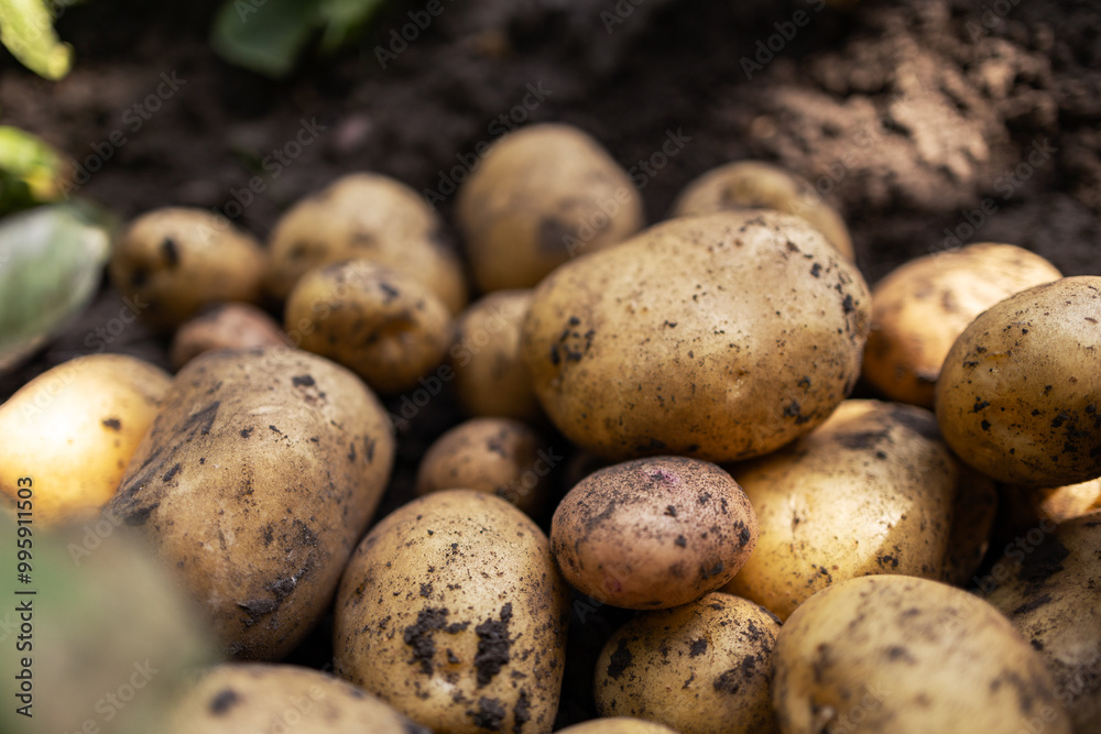 Wall mural fresh organic potatoes in the field,harvesting potatoes from soil