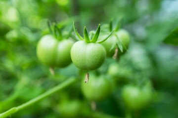 A bunch of green tomatoes on a bush. Tomatoes ripen in the garden.