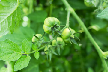 Unripe green tomatoes growing on the garden bed. Tomatoes in the greenhouse with the green fruits.