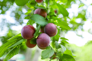 ripe plums on a tree branch in the orchard