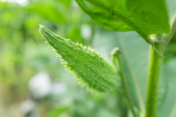 Asclepias syriaca - milkweed plant with seed vessels