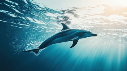 Obraz premium A Dolphin Swims Through Sunbeams in the Ocean