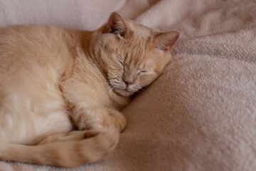 fluffy cat sleeping on the plaid