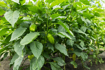Chili pepper plantation with plastic film placed over the ground, yellow chilli pepper plant in a farmer's field