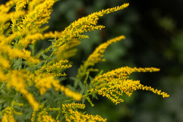 Yellow Solidago gigantea, also known as tall goldenrod and giant goldenrod, in flower