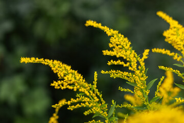 Yellow Solidago gigantea, also known as tall goldenrod and giant goldenrod, in flower