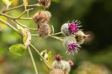 Arctium lappa. Greater burdock or edible burdock flowers