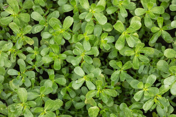 Purslane plants: Portulaca oleracea common purslane, verdolaga, red root