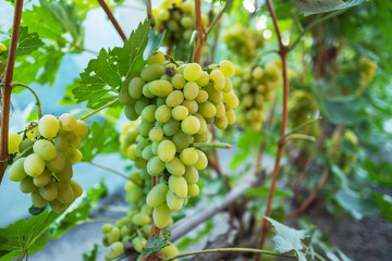 beautiful bunch of ripe blue grapes hanging on vineyard. ripe grapes ready for harvest at a...