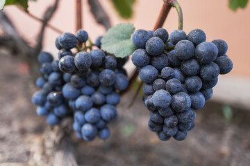 beautiful bunch of ripe blue grapes hanging on vineyard. ripe grapes ready for harvest at a vineyard.