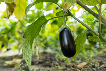 Ripe eggplant in the garden. Fresh organic eggplant. Purple eggplant grows in the soil.