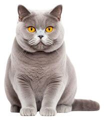 Fototapeta premium PNG British shorthair sitting animal mammal.