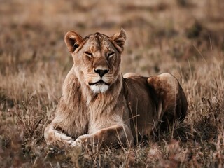 Obraz premium Resting lioness in natural habitat: capturing the essence of African wildlife. Design for World Animal Day.
