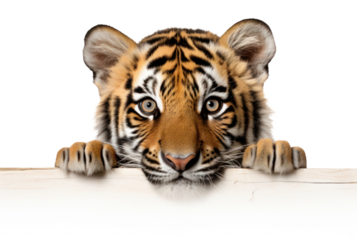 PNG Tiger wildlife animal mammal.