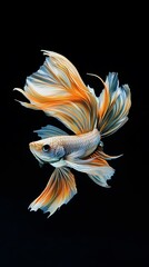 Fototapeta premium Beautiful, colorful betta fish on a black background, with dynamic movement
