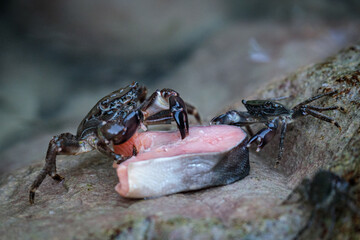 Sea crabs on a rock. Crabs fight for fish prey