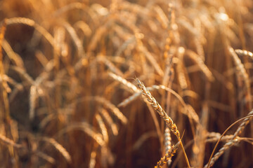 Ripe golden wheat spikelets on the field in beautiful sunset lights. Selective focus. Shallow depth of field.
