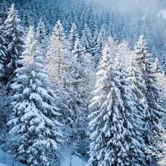 A serene winter landscape featuring snow-covered pine trees basking in the soft morning light of a snowy forest.