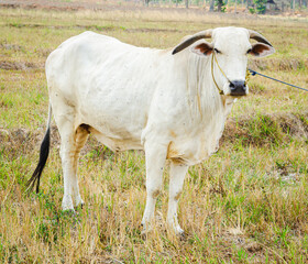 a picture of a white Nelore cow grazing on a large area of grass. The rope that is attached to the cow is intended to prevent the cow from wandering too far when grazing