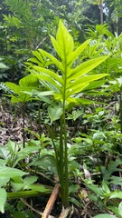 green fern in the forest