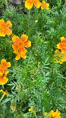 yellow flowers in the garden