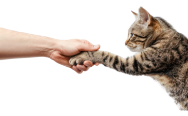 Cat hand shaking leg animal mammal kitten.