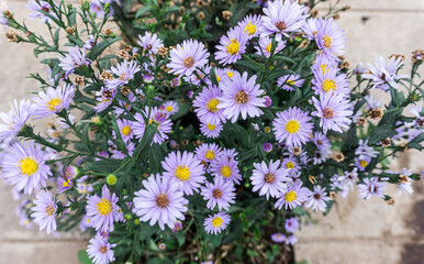 Obraz premium lampung - indonesia, 31 mai 2024,The purplish-blue flower known as Aster tataricus, commonly called tatarian aster, is an upright, tall-growing perennial.