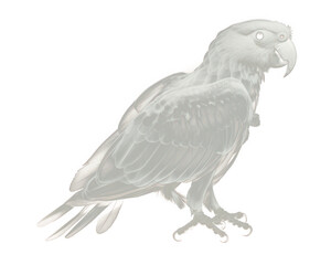 PNG Parrot animal bird beak.