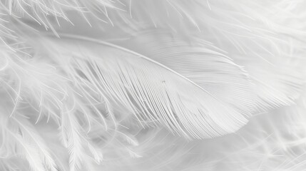 Obraz premium Abstract White Feather Texture, Soft Delicate Plume Background, Macro Closeup, Subtle Pattern