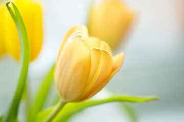 Naklejka premium Bright yellow tulips on white background