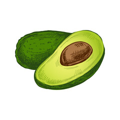 Hand-drawn avocados sketch. Vintage drawing of ripe avocado and avocado half. Vector black ink outline food sketch illustration. Mexican food, cuisine. An illustration for the menu. Latin America.