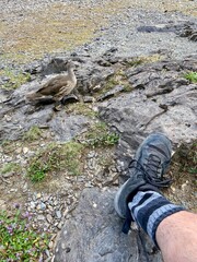 Resting feet in hiking boots with a curious duck on rocky lakeside terrain