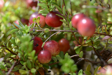 オオミノツルコケモモ