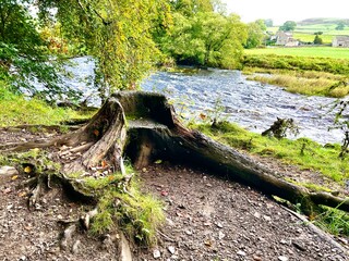 Weathered tree stump by a riverbank, lovingly carved into a wooden seat for passers by to rest and...