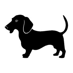 Dachshund Dog Head Portrait Vector on a White Background
