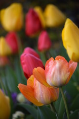 A bunch of beautiful, multi-colored tulips in full bloom.