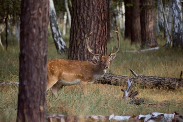 A stag deer stands sideways on an early autumn morning in the forest