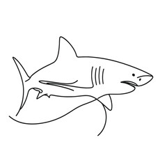 A shark is swimming in the ocean. The shark is black and white. The shark is looking at the camera