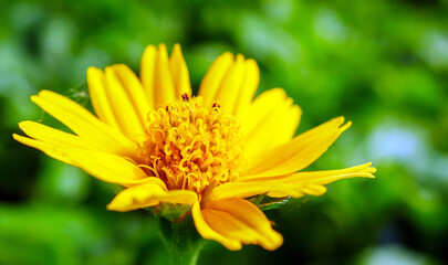 Pretty yellow creeping daisy flower, close-up of pollen yellow creeping daisy flower,  yellow creeping daisy flowers growing in spring