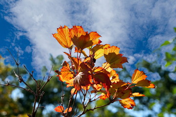 Der Herbst ist da, Jahreszeit, bunte Blätter,