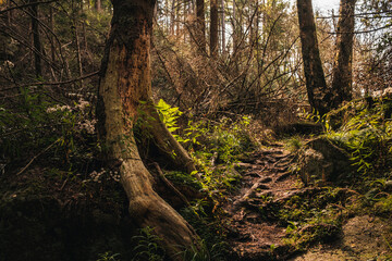Großer mystischer Baum und Farn im sagenhaften Märchenwald. Harzlandschaft und Natur