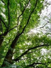 Fototapeta premium Upward view of tree branches forming a lush green canopy, with sunlight filtering through the leaves.