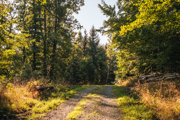 Grüner frischer herbstlicher Mischwald im Harz lädt zum Wandern ein