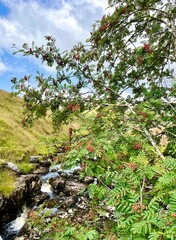 A stream cutting through a lush hillside, with a rowan tree and red berries in the foreground.