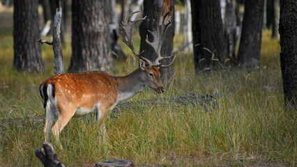 A male deer with large antlers stands sideways on an early autumn morning in the forest