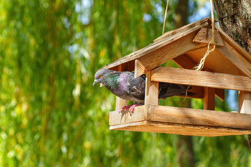 Pigeon Feeding in Rustic Birdhouse Surrounded by Nature