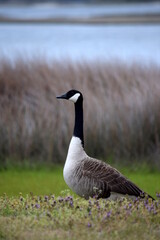 A close-up shot of a wild Canadian Goose standing in green grass with tall brown marsh grass and blue water in the background.
