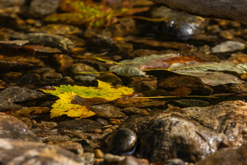 Close-up of fall leaves in a small river in the Bavarian forest in Germany