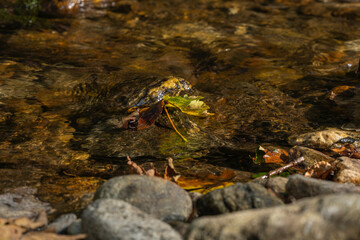 Close-up of fall leaves in a small river in the Bavarian forest in Germany